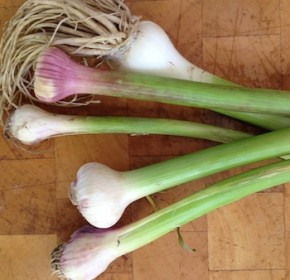 SpringGarlic