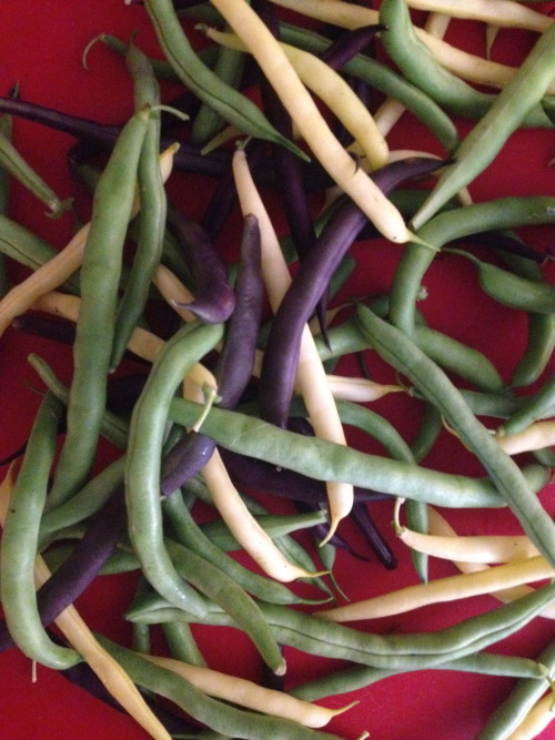 GreenBeans