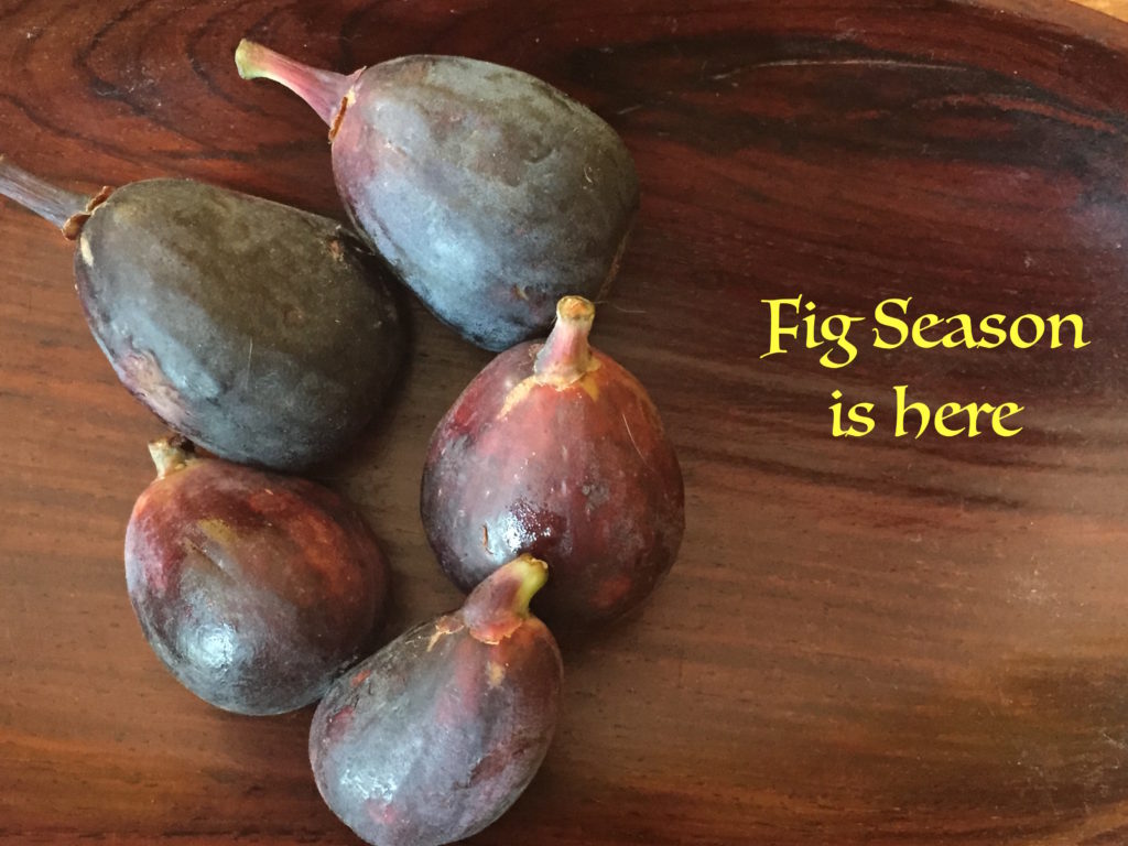 FigSeason