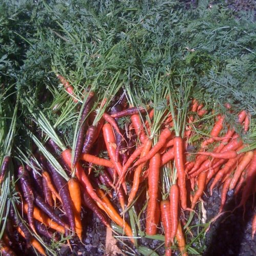 carrots610X810